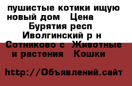 пушистые котики ищую новый дом › Цена ­ 100 - Бурятия респ., Иволгинский р-н, Сотниково с. Животные и растения » Кошки   